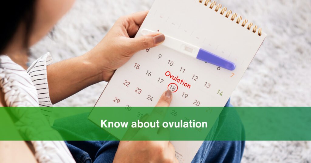 What You Need to Know About Ovulation