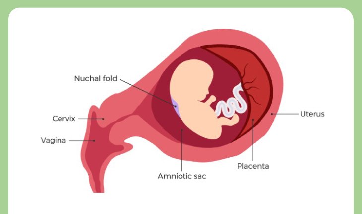 Baby in uterus