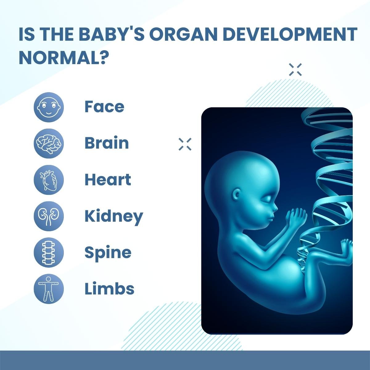 isthebabysorgandevelopmentnormal