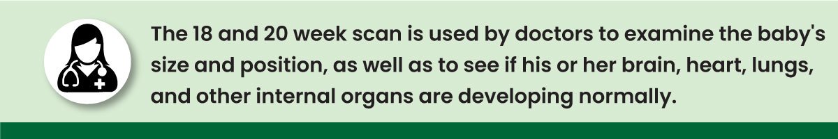 The 18 and 20 week scan is used by doctors to examine the baby's size and position