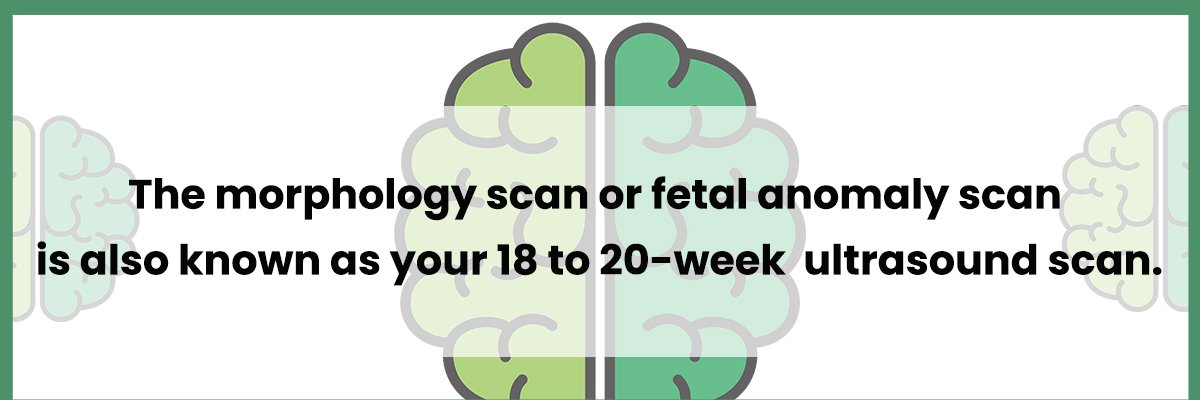 fetal anomaly scans