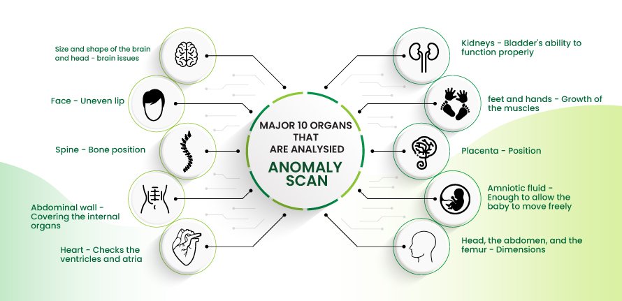 what the anomaly scan in detail looks