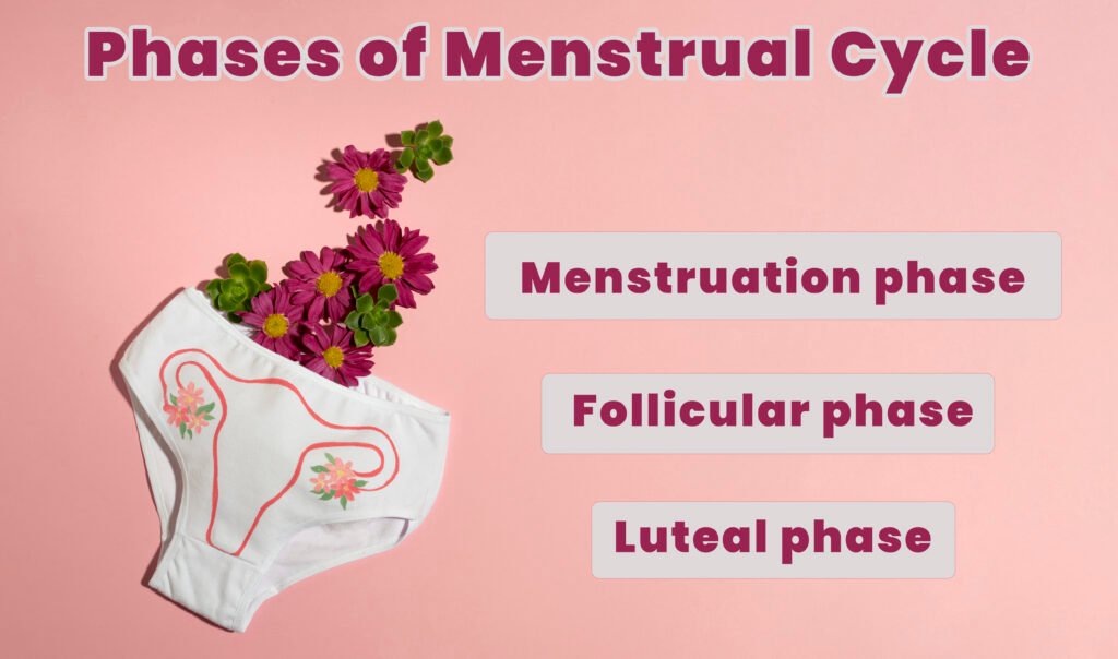 Phase of menstrual cycle