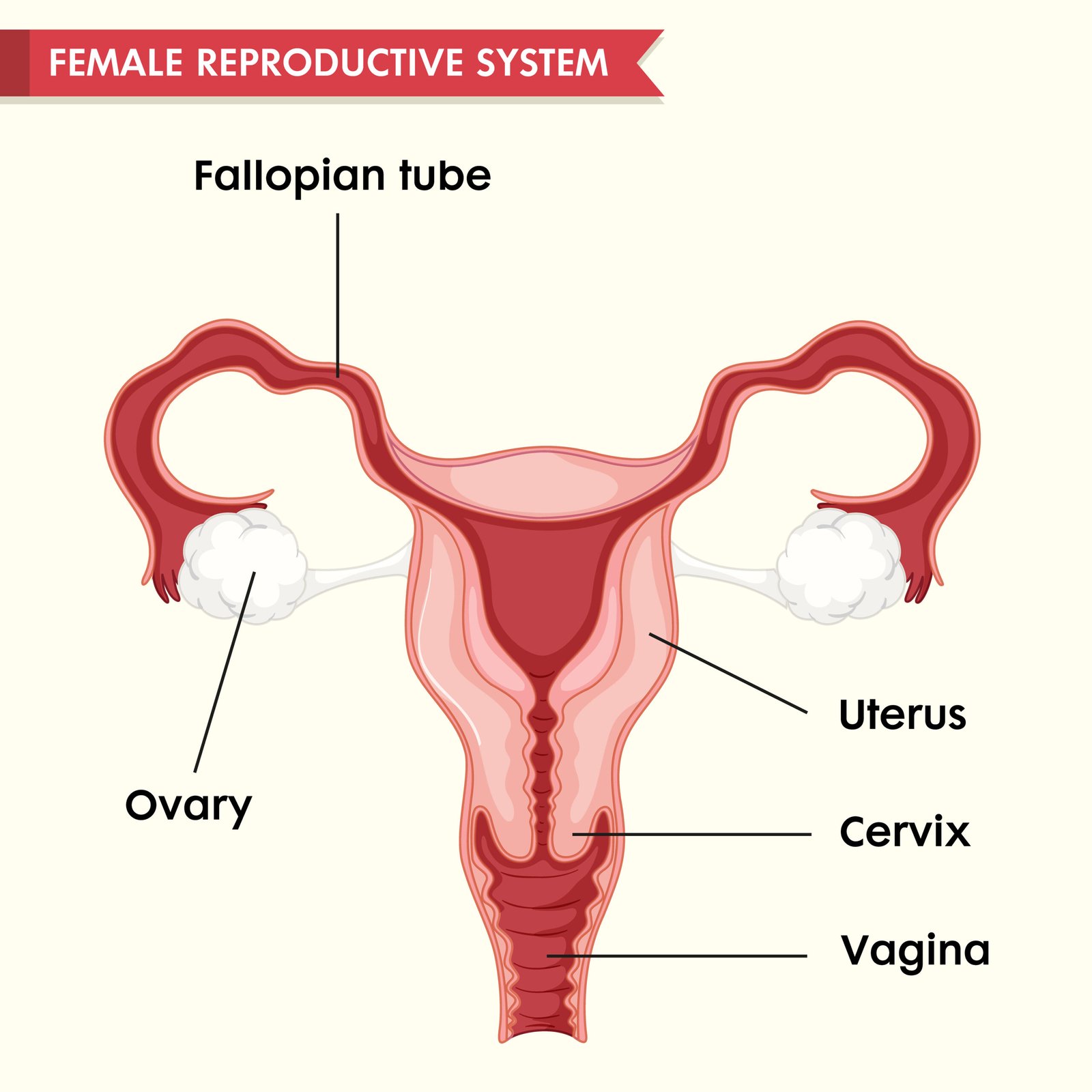 Female reproductive organ