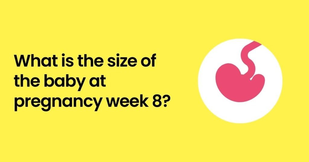 size of the baby at pregnancy week 8