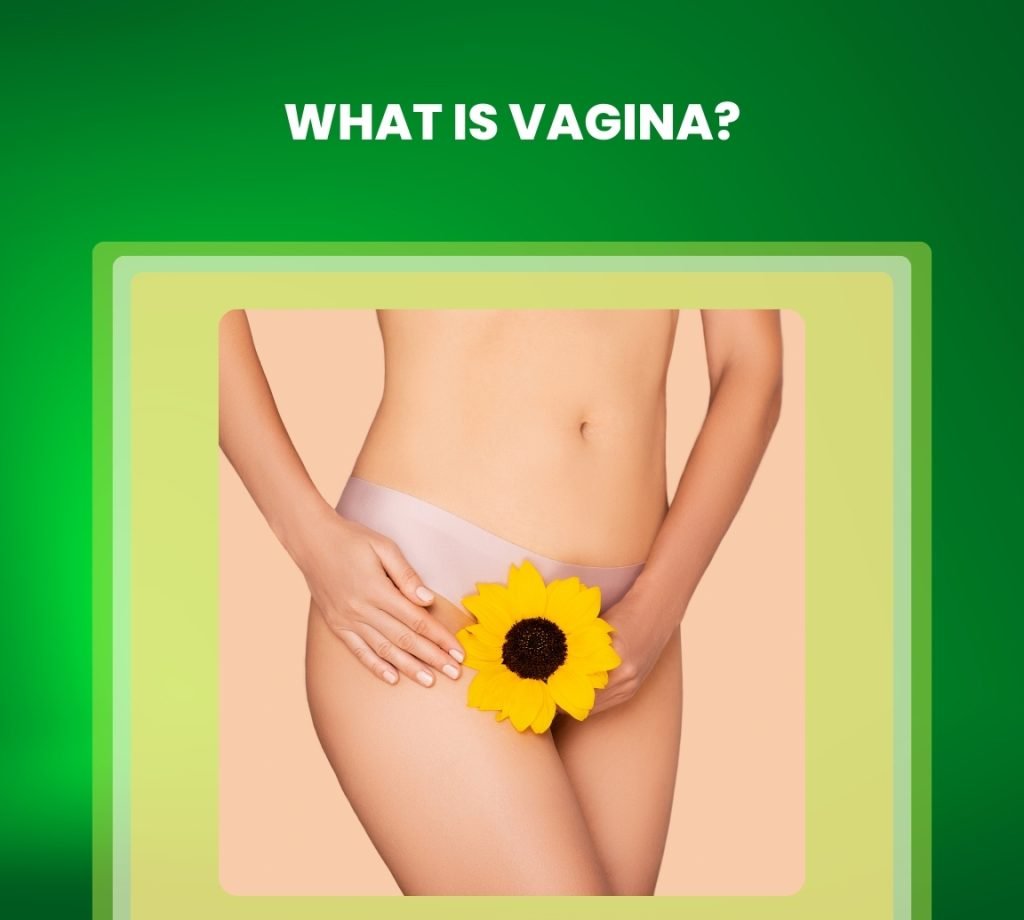 what is vagina