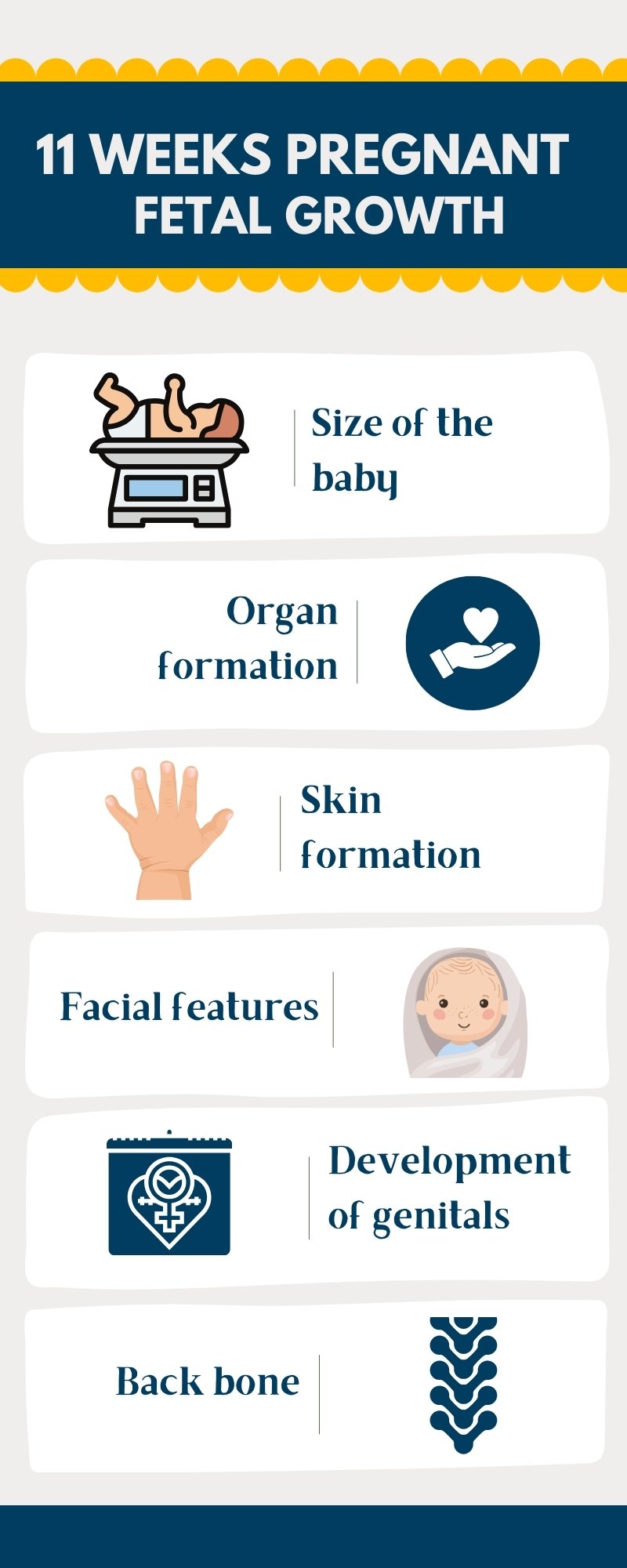 11 weeks pregnant fetal growth