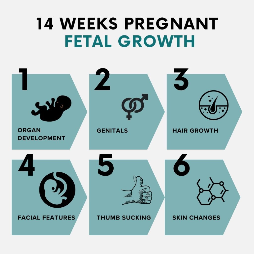 14 weeks pregnant - fetal growth