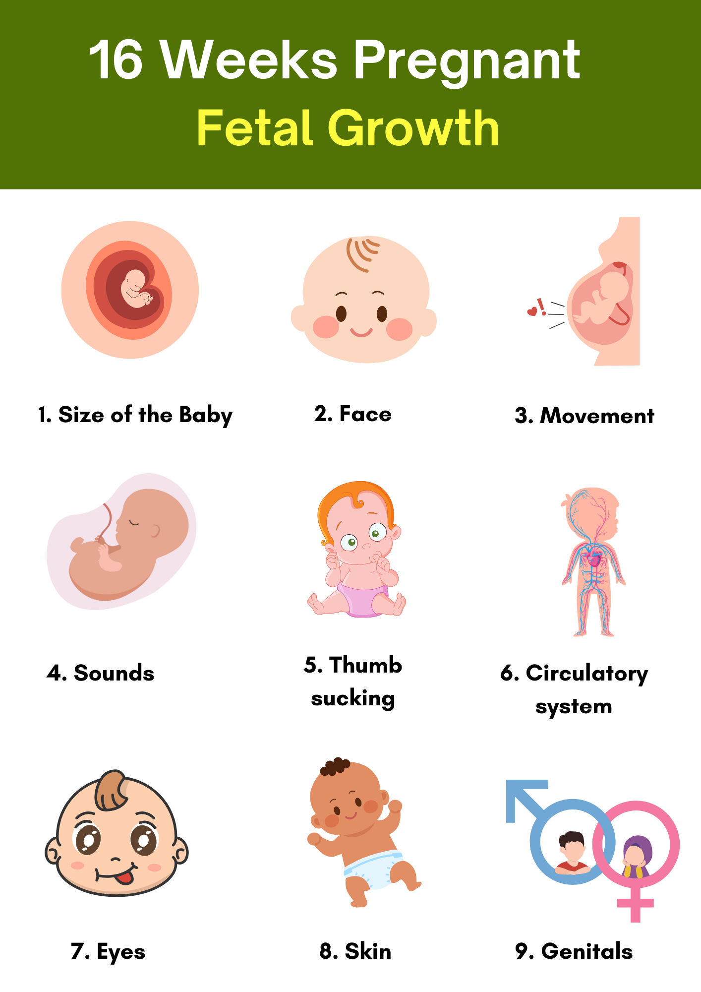 16 Weeks Pregnant Fetal Growth