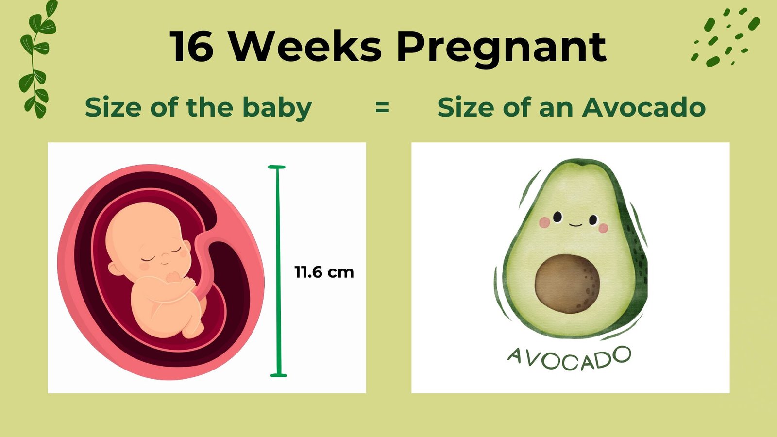 16 Weeks Pregnant - baby size