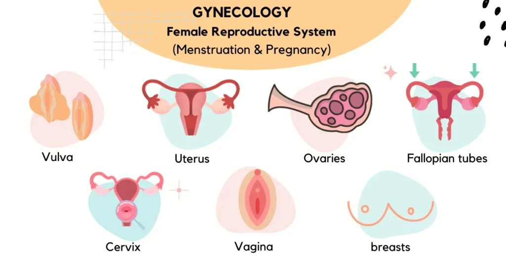 gynecology-female-reproductive-system