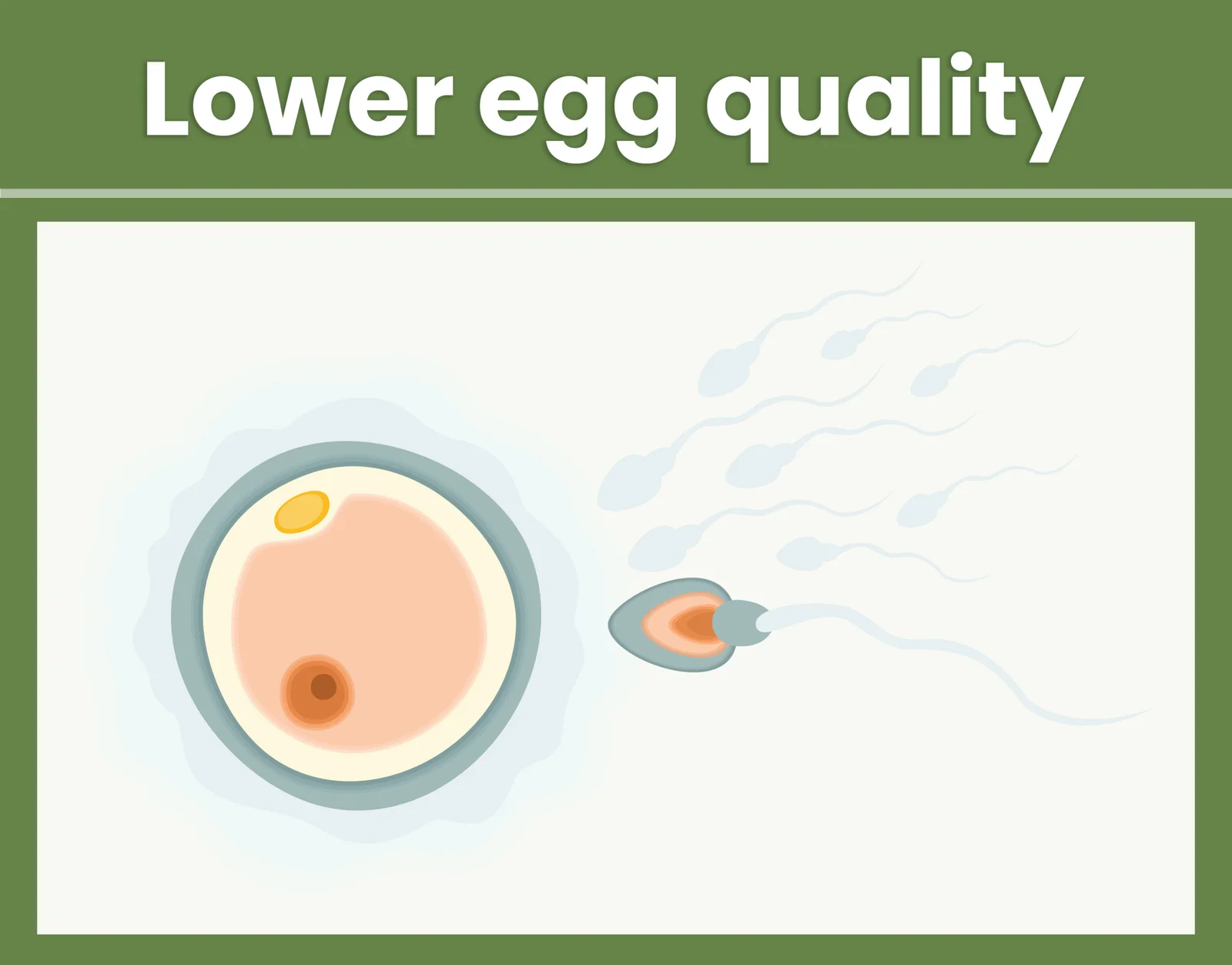 lower-egg-quality-scaled